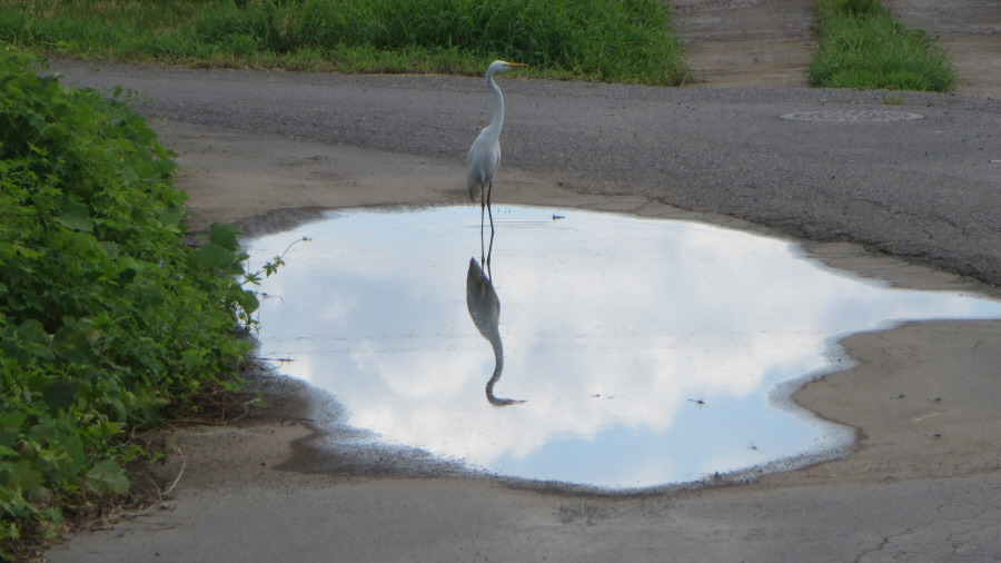 ダイサギ