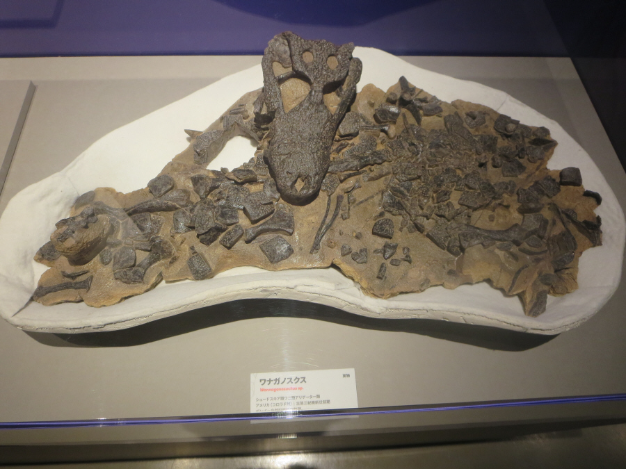 国立科学博物館　大絶滅展