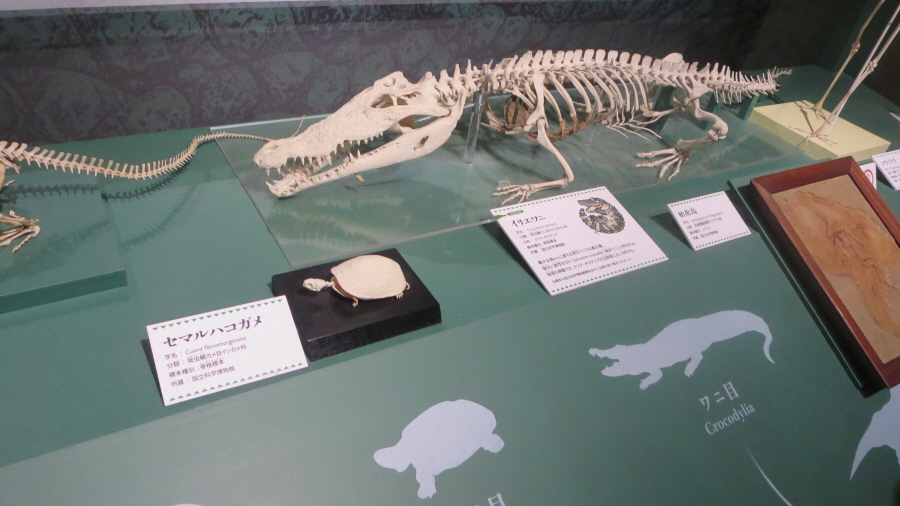 国立科学博物館　ワニ展