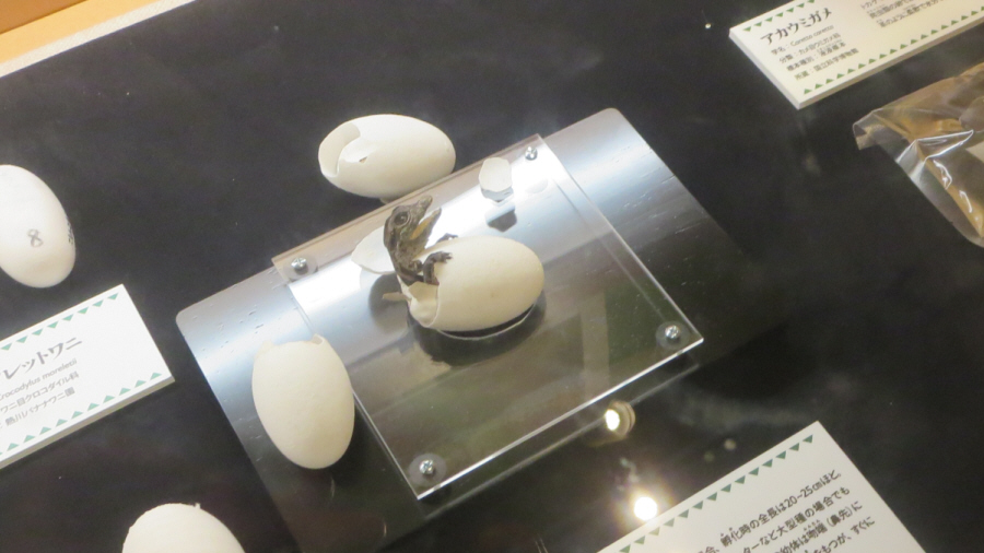 国立科学博物館　ワニ展