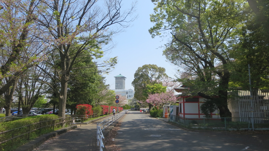 相州春日神社からタワー