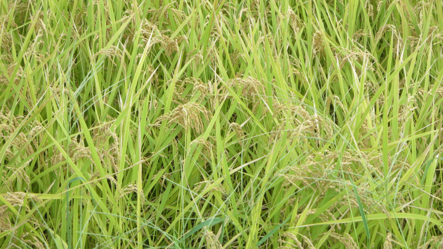 科学万博記念公園へ