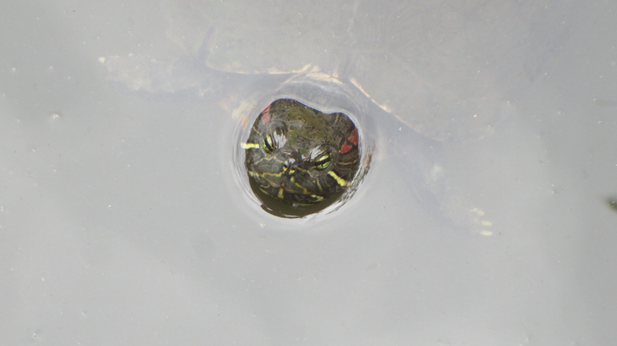 目黒不動尊　三福堂　カメ（亀）