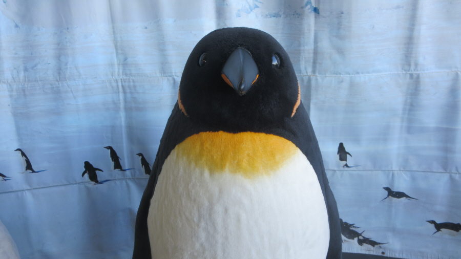 しらせ　ペンギン