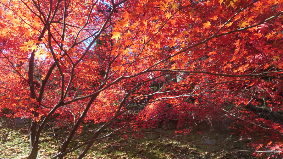 大山寺　紅葉