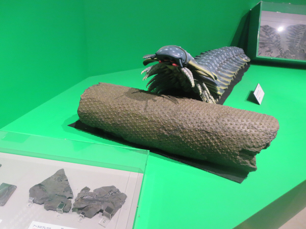 大絶滅展　アースロプレウラ