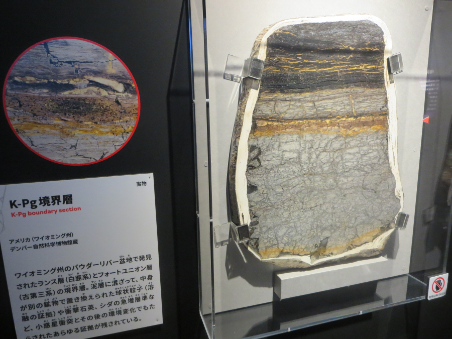 大絶滅展　Ｋ－Pg境界層