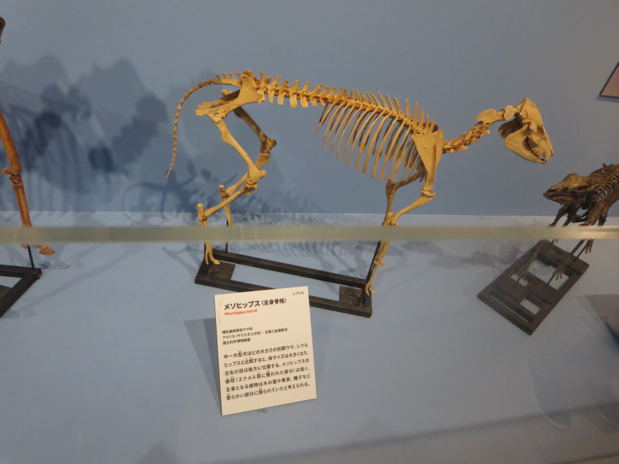 大絶滅展　メソヒップス