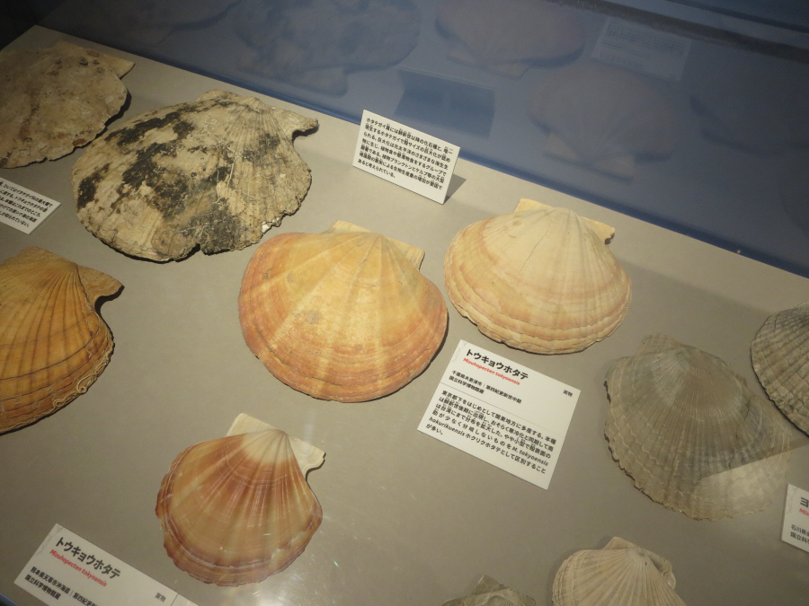大絶滅展　トウキョウホタテ