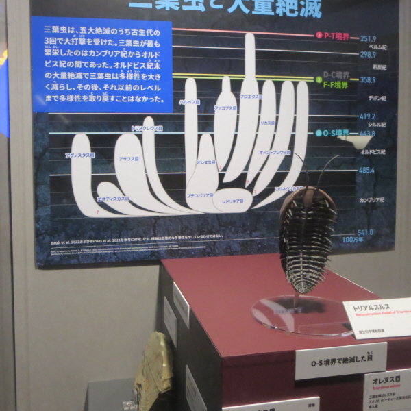 大絶滅展　三葉虫