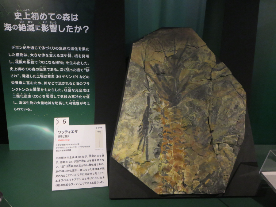 大絶滅展　ワッティエザ