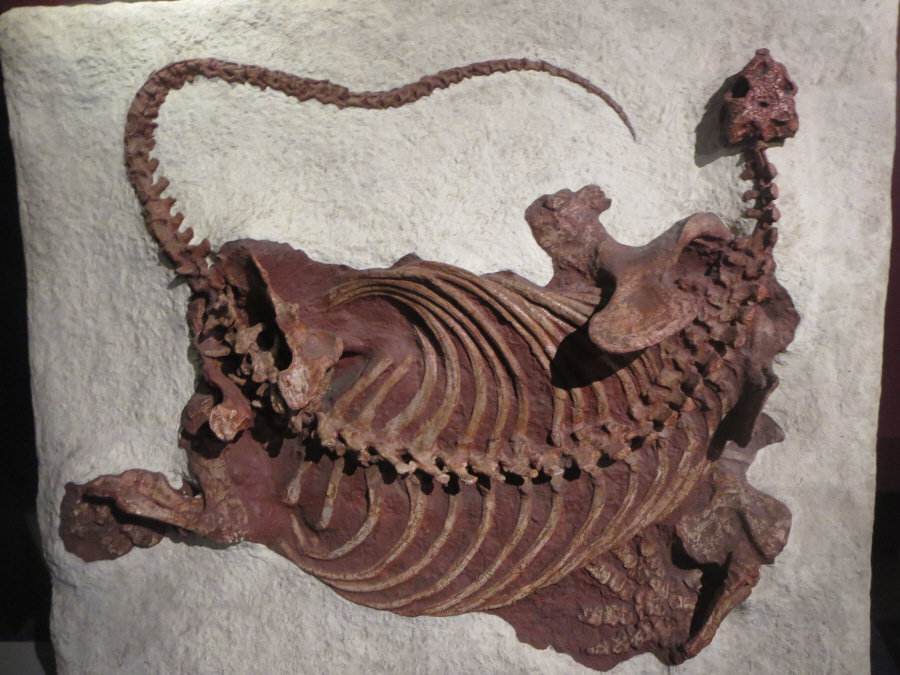 大絶滅展　コティロリンクス