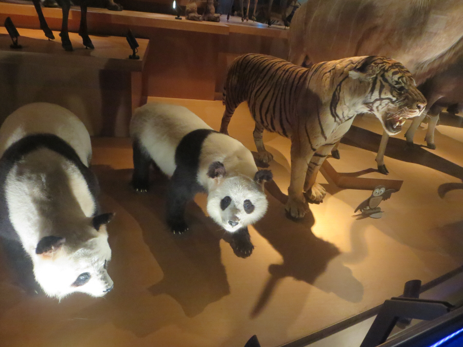 上野　国立科学博物館　パンダ