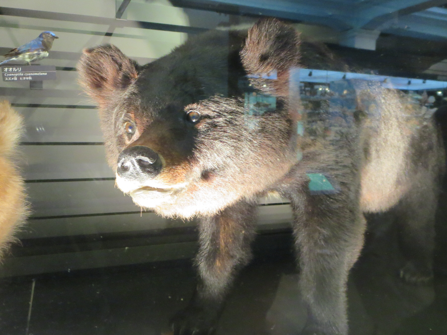 国立科学博物館　ツキノワグマ