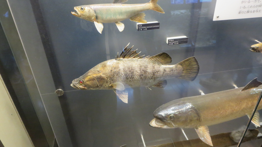 国立科学博物館　アカメ