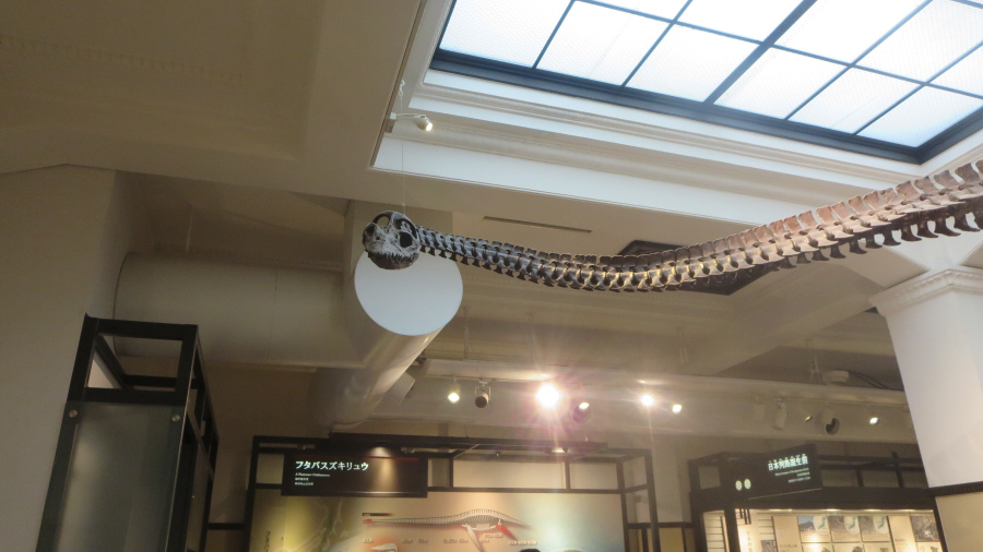 国立科学博物館　フタバスズキリュウ