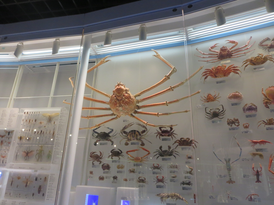国立科学博物館　カニ（蟹）