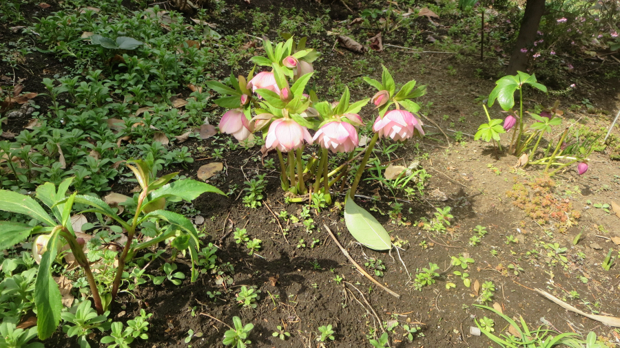 クリスマスローズ